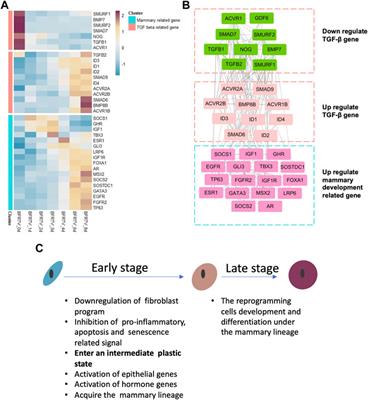 Dissecting the molecular trajectory of fibroblast reprogramming to chemically induced mammary epithelial cells